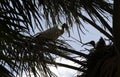 An Australian White Ibis (Threskiornis molucca) with a chick perched on a tree Royalty Free Stock Photo