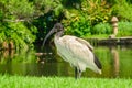 Australian white ibis (Threskiornis molucca) a large bird with a black head and white plumage Royalty Free Stock Photo