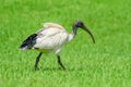 Australian white ibis (Threskiornis molucca) a large bird with a black head and white plumage, the animal walks Royalty Free Stock Photo