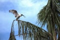 An Australian White Ibis (Threskiornis molucca) perched on the branch of a tree Royalty Free Stock Photo