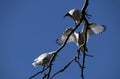 Australian White Ibis (Threskiornis molucca) perched on a dry tree against sky Royalty Free Stock Photo