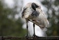 An Australian White Ibis (Threskiornis molucca) perched on a fence in Sydney Royalty Free Stock Photo