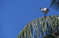 Australian White Ibis (Threskiornis molucca) perched on a tree Royalty Free Stock Photo