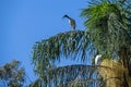 Australian White Ibis (Threskiornis molucca) perched on a tree Royalty Free Stock Photo