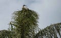 An Australian White Ibis (Threskiornis molucca) perched on a tree Royalty Free Stock Photo