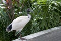 The Australian white ibis Threskiornis molucca Royalty Free Stock Photo