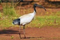 The Australian white ibis Threskiornis molucca is a wading bird of the ibis family, Kakadu National Park Australia Royalty Free Stock Photo