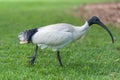 Australian white ibis. Threskiornis molucca. Walking in Sydney Park, Australia.