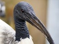 Australian White Ibis. (Threskiornis molucca) with white plumage Royalty Free Stock Photo