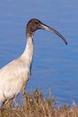 Australian White Ibis Royalty Free Stock Photo