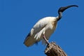 Australian White Ibis on tree Royalty Free Stock Photo