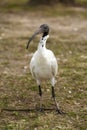 Australian white Ibis Royalty Free Stock Photo