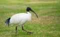 Australian white ibis Royalty Free Stock Photo