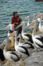 Australian white pelicans and the Pelican Man in Kangaroo island, Australia.