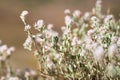 Australian white smokebush wildflower or Conospermum flowers in Australia Royalty Free Stock Photo
