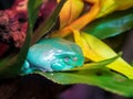 Australian white tree frog on leaves Royalty Free Stock Photo