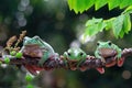 Australian white tree frog on leaves, dumpy frog on branch, animal closeup, amphibian closeup Royalty Free Stock Photo