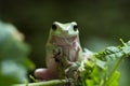 Australian white tree frog sitting on branch, dumpy frog on branch, Tree frogs shelter under leaves Royalty Free Stock Photo