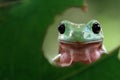 Australian white tree frog sitting on branch, dumpy frog on branch, Tree frogs shelter under leaves Royalty Free Stock Photo