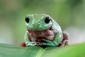 Australian white tree frog sitting on branch, dumpy frog on branch, Tree frogs shelter under leaves Royalty Free Stock Photo