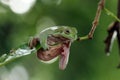 Australian white tree frog sitting on branch, dumpy frog on branch, Tree frogs shelter under leaves Royalty Free Stock Photo