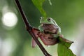 Australian white tree frog sitting on branch, dumpy frog on branch, Tree frogs shelter under leaves Royalty Free Stock Photo