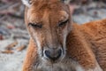 Australian wild Antilopine red kangaroo animal