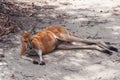 Australian wild Antilopine red kangaroo animal