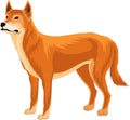 Australian wild dog dingo vector illustration