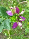 Australian wild flowers Royalty Free Stock Photo