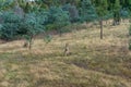 Australian wild Kangaroo in the grass with eucalyptus trees on background Royalty Free Stock Photo
