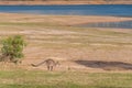 Australian wild kangaroo hopping in the outback Royalty Free Stock Photo