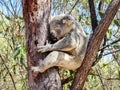 An Australian wild Koala bear sleeping in eucalyptus or gum tree. Magnetic Island, Australia. Royalty Free Stock Photo