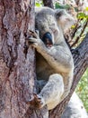 An Australian wild Koala bear sleeping in eucalyptus or gum tree. Magnetic Island, Australia.