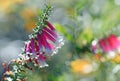 Australian wildflower background of back lit pink, red and white bell-shaped flowers of the Australian Fuchsia Heath, Epacris long