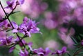 Australian wildflower background with copy space. Pink flowers of Boronia ledifolia