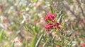 Australian wildflower Grevillea splendour Royalty Free Stock Photo