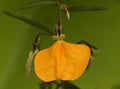 Australian wildflower Hybanthus stellarioides