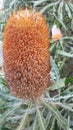 Orange Banksia Flower Royalty Free Stock Photo