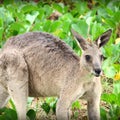 Australian Wildlife Kangaroo