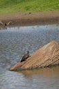 Australian Wildlife Series - Eastern Snake-necked Turtle - Chelodina longicollis Royalty Free Stock Photo