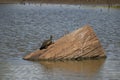 Australian Wildlife Series - Eastern Snake-necked Turtle - Chelodina longicollis Royalty Free Stock Photo