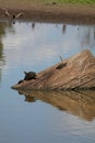Australian Wildlife Series - Eastern Snake-necked Turtle - Chelodina longicollis Royalty Free Stock Photo