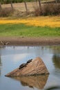 Australian Wildlife Series - Eastern Snake-necked Turtle - Chelodina longicollis Royalty Free Stock Photo