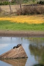 Australian Wildlife Series - Eastern Snake-necked Turtle - Chelodina longicollis Royalty Free Stock Photo