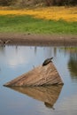 Australian Wildlife Series - Eastern Snake-necked Turtle - Chelodina longicollis Royalty Free Stock Photo