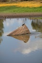 Australian Wildlife Series - Eastern Snake-necked Turtle - Chelodina longicollis Royalty Free Stock Photo