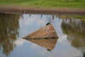 Australian Wildlife Series - Eastern Snake-necked Turtle - Chelodina longicollis Royalty Free Stock Photo