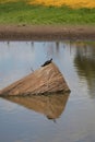 Australian Wildlife Series - Eastern Snake-necked Turtle - Chelodina longicollis Royalty Free Stock Photo