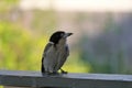 Australian Wildlife Series - Grey Butcherbird feeding - Cracticus torquatus Royalty Free Stock Photo
